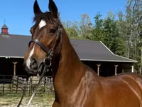 Madyan, Dutch warmblood horse — foto 1