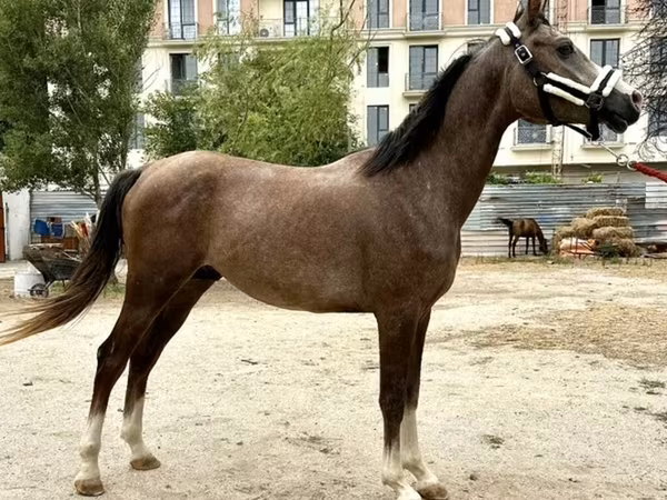 Horse (M), Arabian horse — Azerbaijan