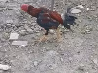 Chickens — photo 3