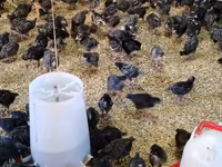 Chickens — foto 1