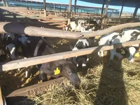 Touro, Raça Holstein — foto 2
