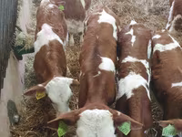 Toro, Vaca Limousin — foto 2