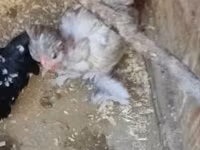 Chickens — zdjęcie 1