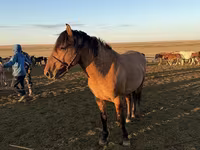 Koń, Mugalzhar horse — zdjęcie 7