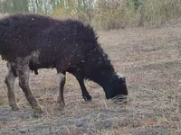 Qoʻchqor, Blackheaded Persian sheep — 7-rasm