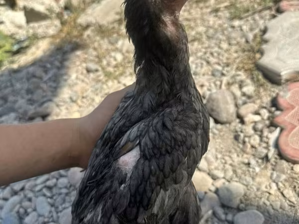 Derbişir Qırmızı Toppalı