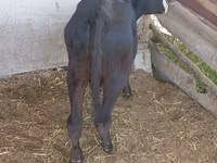 İnək, Russian Black pied cattle — foto 4