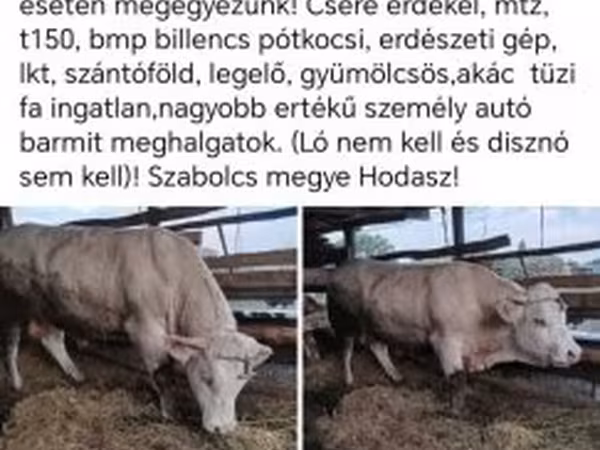 Уй эти (партия, жынысы көрсөтүлгөн эмес), Сиырлар