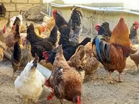 Chickens — 照片 5