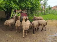 Ram, Sheep — photo 1