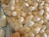 Chickens — Foto 2