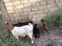 Cabra, Cabras — foto 1