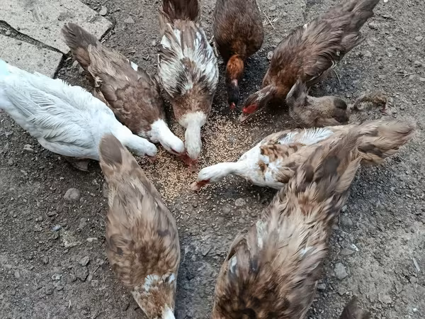 Ducks — Azərbaycan