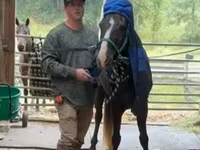 घोड़ा, Rocky Mountain Horse — फ़ोटो 5