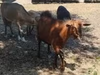 Cabro, Cabras — foto 2