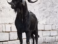 Keçi, Anatolian Black goats — foto 1