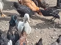 Chickens — foto 3