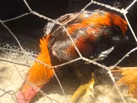 Chickens — फ़ोटो 8