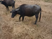गाय, अफ्रीकी भैंस — फ़ोटो 3