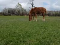 Horse (M), Horses — photo 3