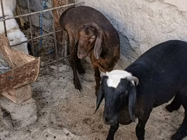 Goats (batch, sex not specified), Goats