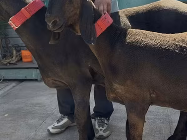 Goat, Goats