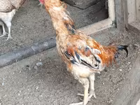 Chickens — foto 5