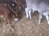 Bulle, Simmental cattle — Foto 1