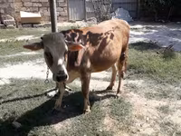 Cow, Simmental cattle — photo 3