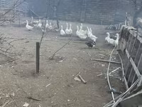 Kuban — foto 1