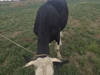 Cow, Brown Mountain — photo 5