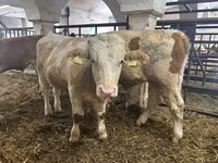 Bull, Simmental cattle — photo 1