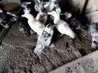 Ducks — foto 2