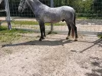 Kůň, Lipizzaner — foto 4