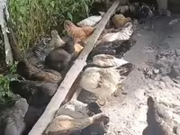 Chickens — photo 2