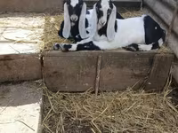Keçi, Nubian Goat — foto 4