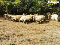 Ovelha, Racka sheep — foto 4
