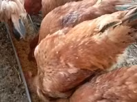 Chickens — Foto 3