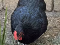 Australorp — photo 5