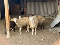 Qoç, Qoyunlar — foto 1