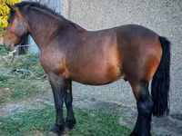 Aygʻir, Međimurje horse — 2-rasm