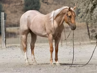 At, Quarter Horse — foto 5