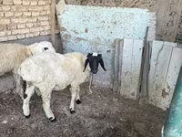 Qoç, Qoyunlar — foto 2