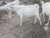 Billy Goat, Russian White goat — photo 4