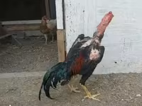 Chickens — photo 3
