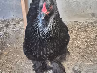 Brahma — photo 7
