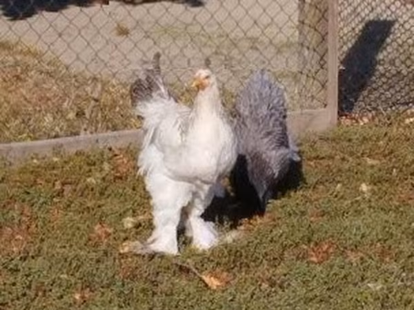 Brahma