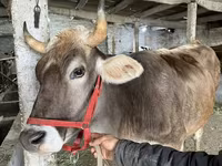 Vaca, Swiss cattle — foto 3