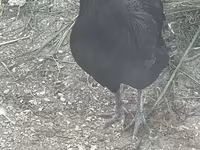 Chickens — photo 1
