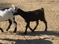 Коза, Nigerian dwarf goats — фото 3